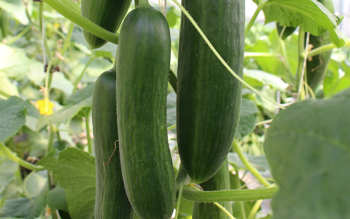 Minyara
