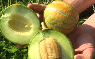 Honigmelone Frusito