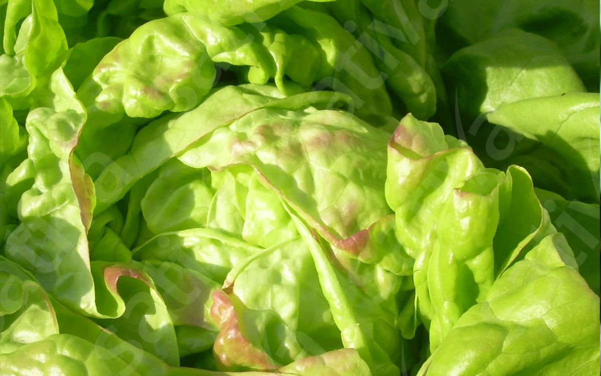 Winterkopfsalat Chez-Le-Bart