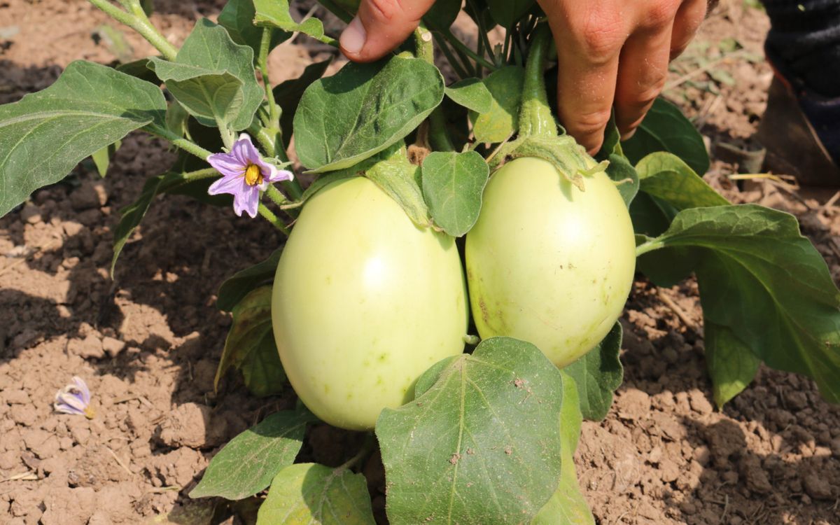 Aubergine Applegreen