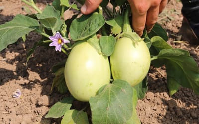 Aubergine Applegreen