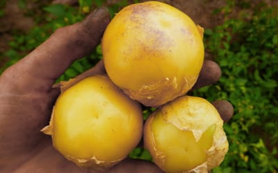 Tomatillo Aurora