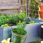Urban Gardening und Hydroponik