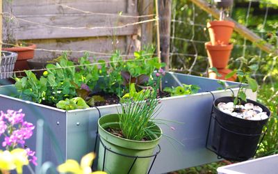 Urban Gardening und Hydroponik