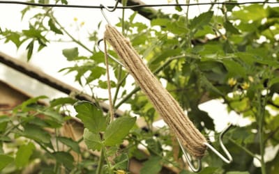Tomatenhaken ohne Schnur