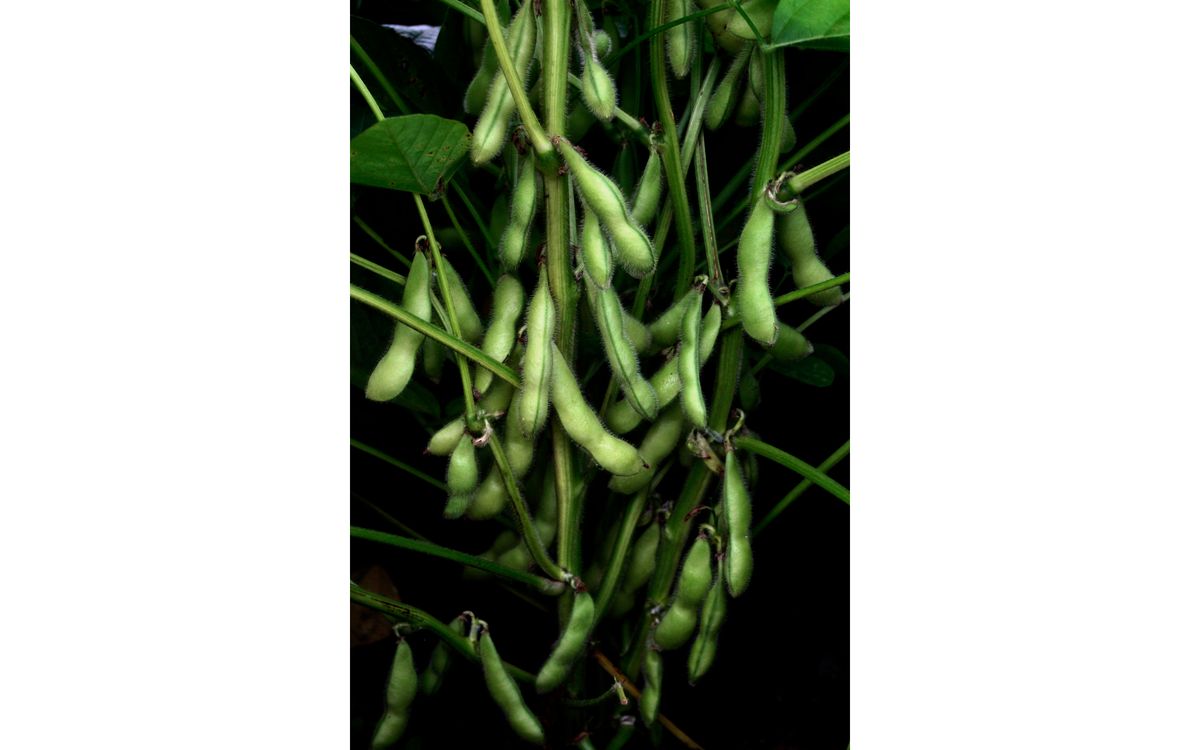 Edamame Chiba Green
