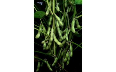 Edamame Chiba Green