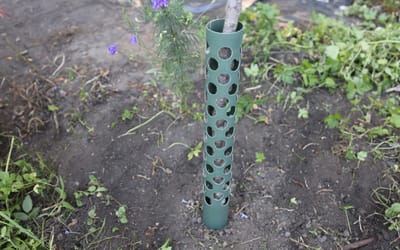 Baumschutz Anti-Knabb - 1 Stück