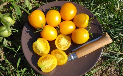 Buschtomate Vivaoro