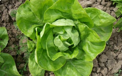 Winterkopfsalat Humil