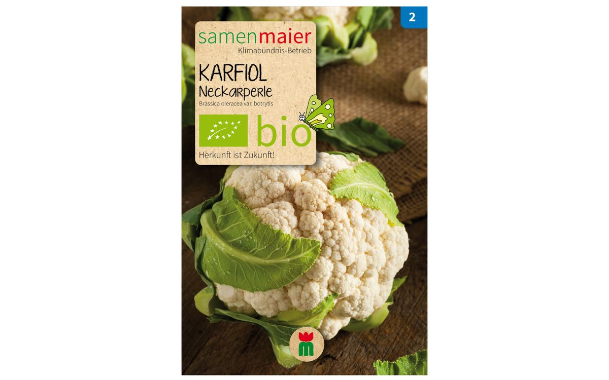 Blumenkohl Neckarperle