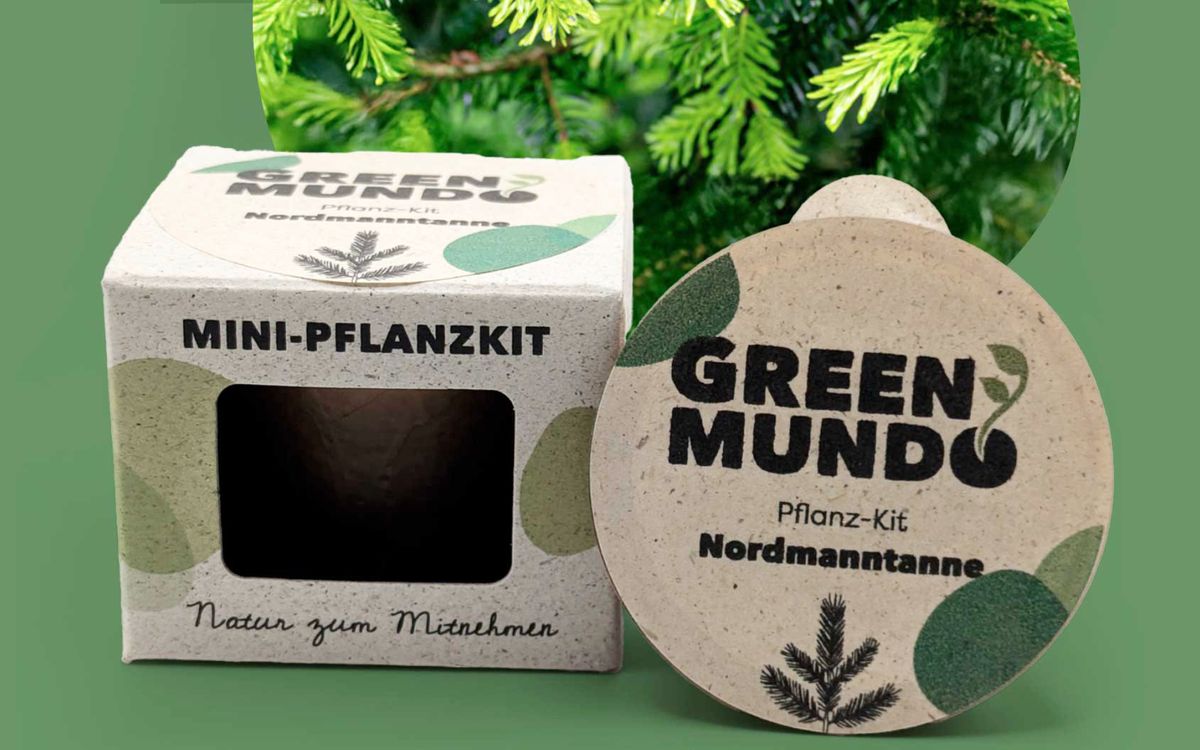 Pflanz-Kit Nordmanntanne