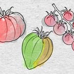 Tomatentyp