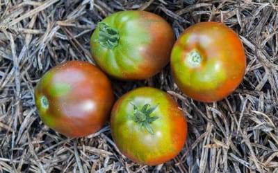 Tomate Japanese Black Trifele