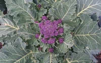 Violetter Sprossenbrokkoli 