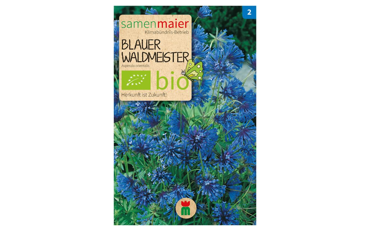 Blauer Waldmeister