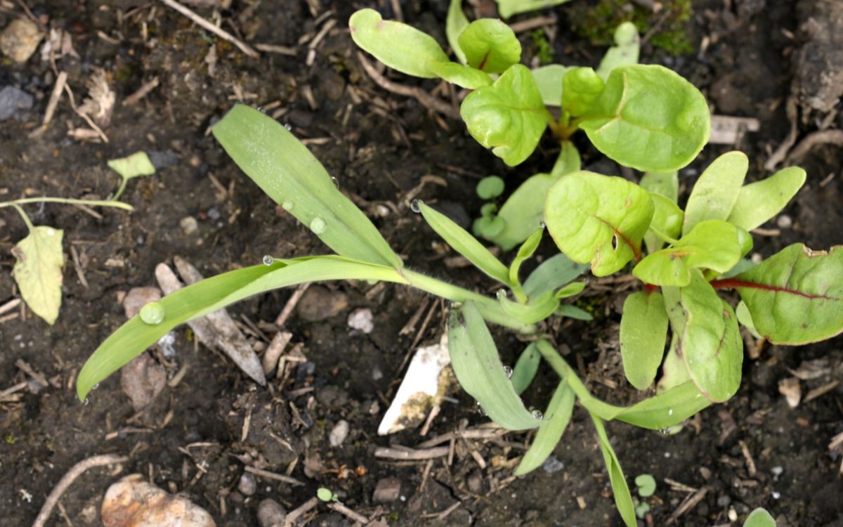Hühnerhirse neben Mangold