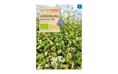 Gründüngung Buchweizen Billy