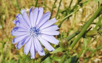 Wegwarte