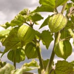 Physalis und Tomatillo