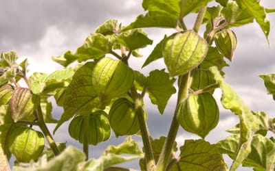 Physalis und Tomatillo