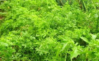 Asiasalat Feathergreen