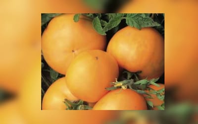 Tomate Emmy