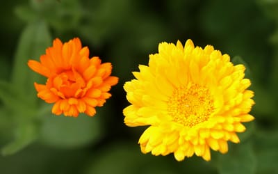 Ringelblumen