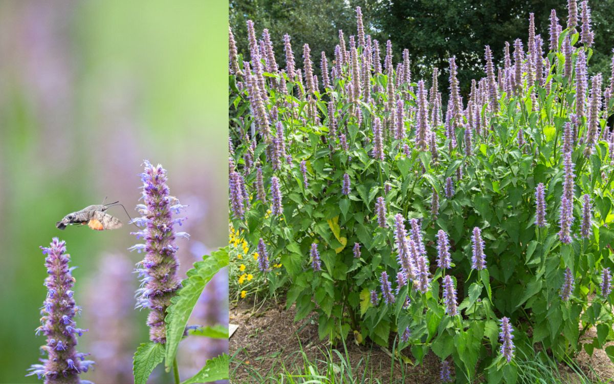 Koreanische Minze (Agastache)