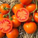 Orange Tomatensorten