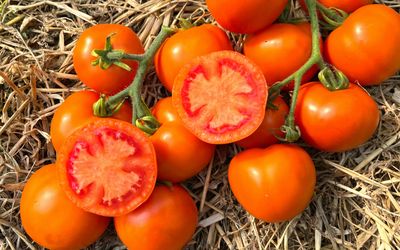 Orange Tomatensorten