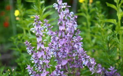 Muskatellersalbei