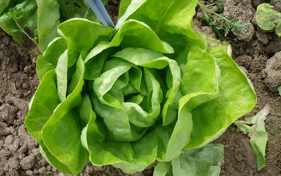 Winterkopfsalat Humil