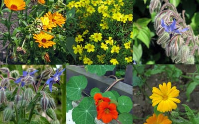 Essbare Blüten