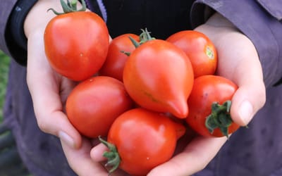 Salattomate Moltorello 