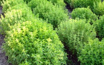 Würzoregano Samothrake