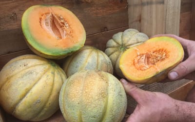 Honigmelone Amelia