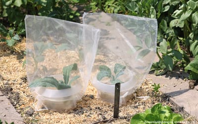 Schnecken- und Insektenschutzbeutel - 10 Beutel