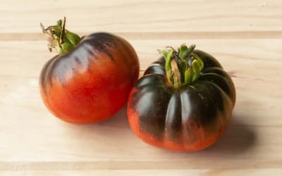 Tomate Blue Beauty