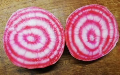 Tonda di Chioggia
