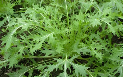Mizuna