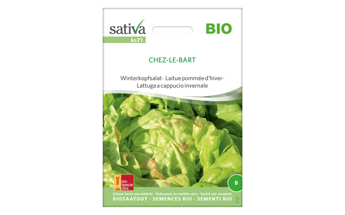 Winterkopfsalat Chez-Le-Bart