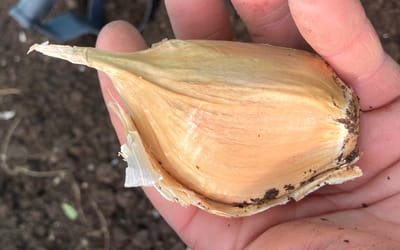 Italienischer Elefantenknoblauch