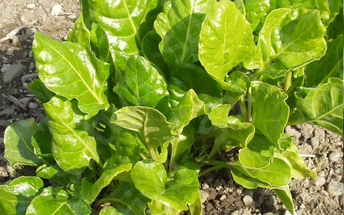 Grüner Schnitt