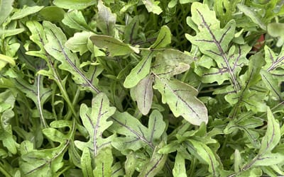 Rucola Red Streaks