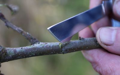 Okuliermesser mit Rindenlöser