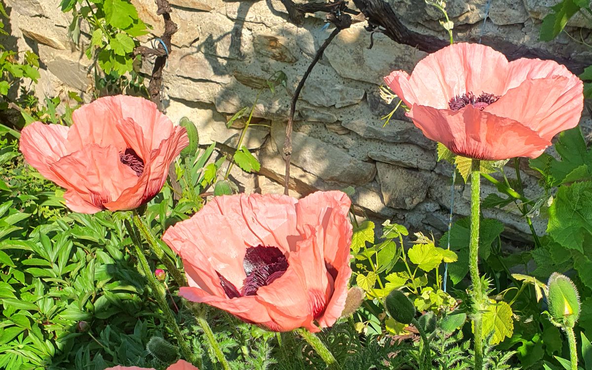 Princess Victoria Louise