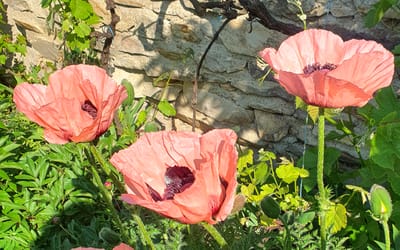 Princess Victoria Louise