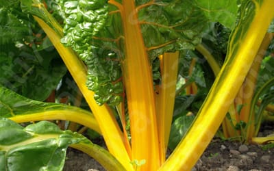 Bright Yellow