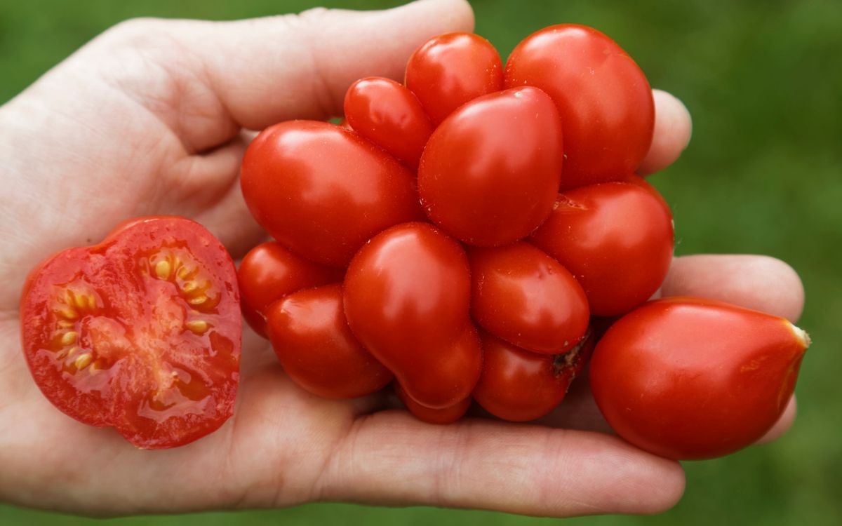 Reisetomate Voyage